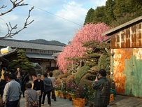 村上様邸のしだれ梅 画像