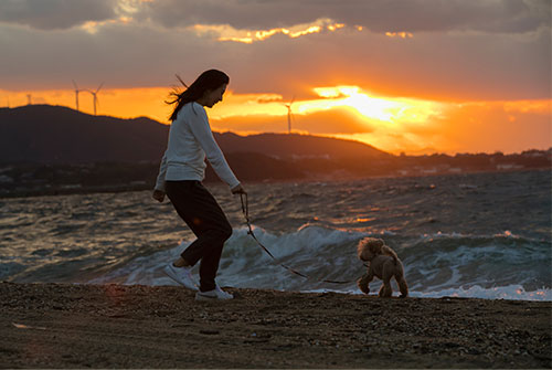 愛犬と海のお散歩