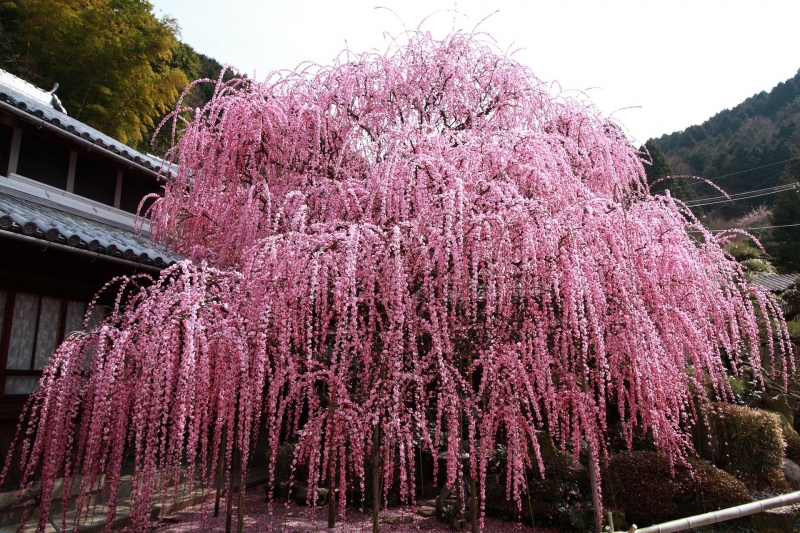 【村上邸のしだれ梅】