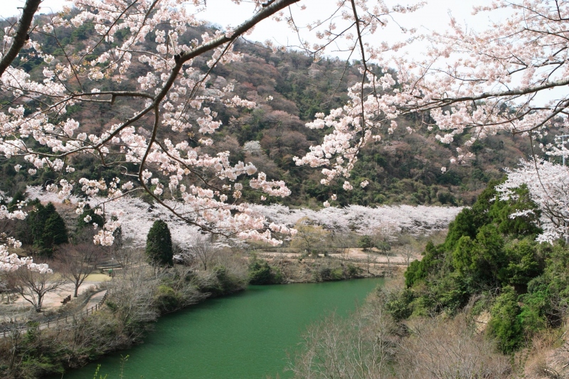 【諭鶴羽山】春にはダムの周りに山桜が咲き乱れる