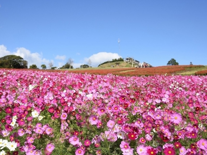 花と緑あふれる秋の淡路島「淡路花祭 2025秋」開催！