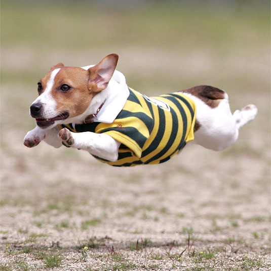 南あわじドッグラン飛行犬撮影所